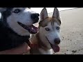 August Beach Run with Mishka &amp; Laika!