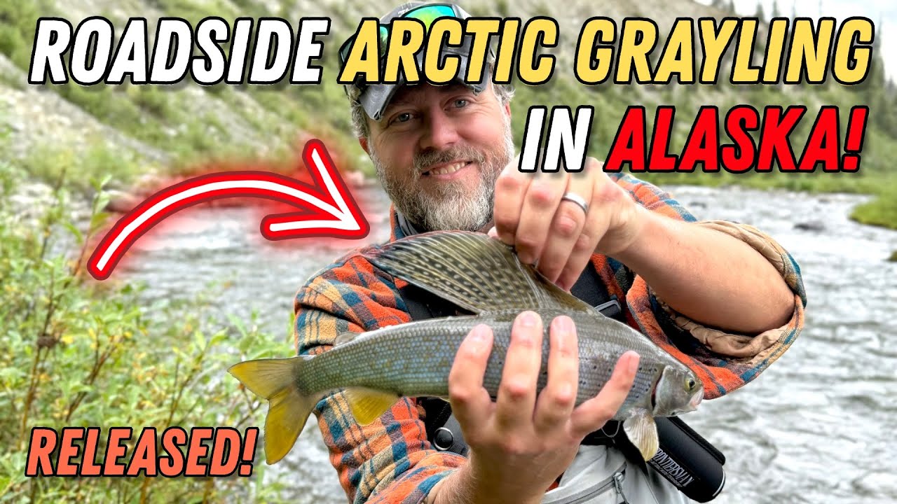 Roadside ARCTIC GRAYLING In ALASKA!