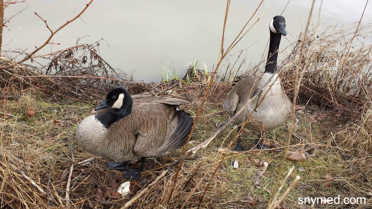 Canada Goose Sitting on Nest Egg With Mate - YouTube
