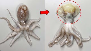 A Big Change Happens to Webfoot Octopuses in Spring...