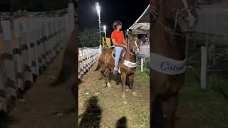 Cavalo Quarto De Milha Vaquejada