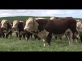 Waikaka Genetics - Ep 34 - PGG Wrightson Stud Tour