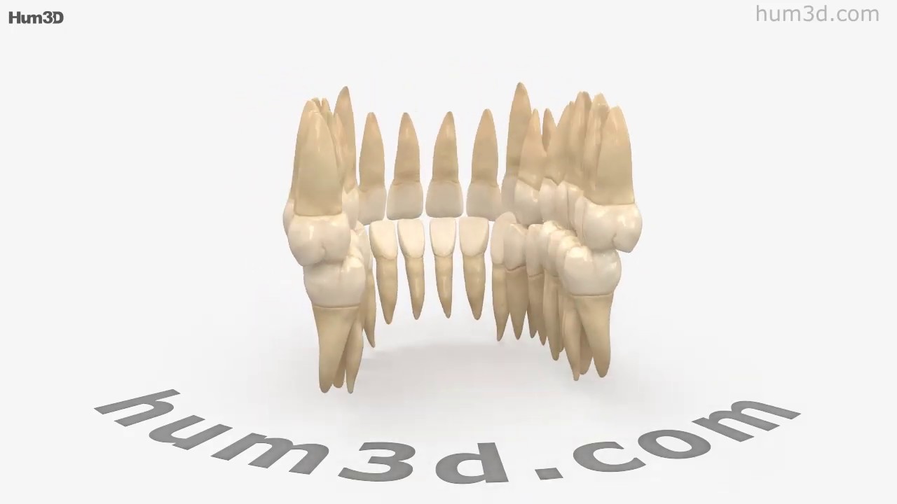 Dents humaines Modèle 3D - Télécharger Anatomie humaine on