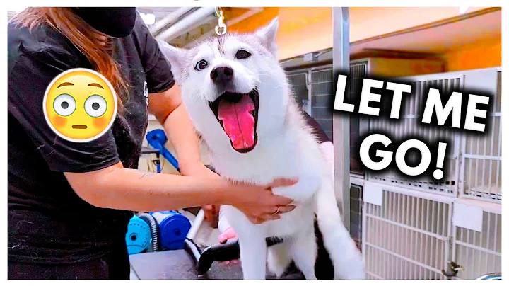 Dramatic Husky Has ANOTHER MELTDOWN at Groomers! (...