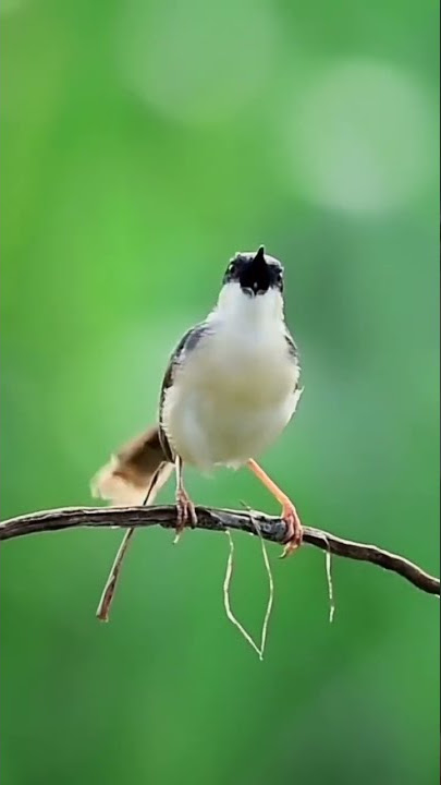 Ini mah kalo ditempat mimin ciblek tebu namanya #shorts #birds #kicaumania #burung