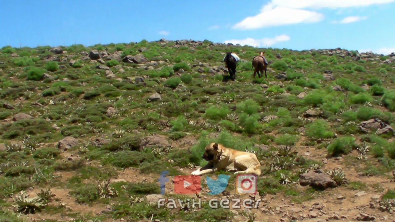 sevkâr köyü/ Bingöl Fatih Gezer