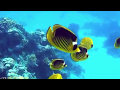 Clab el Faraana Reef 4*. Египет. Шарм-эль-Шейх. Подводные сьемки.