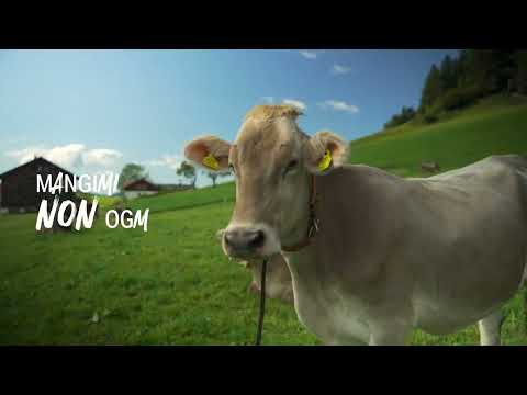 Loacker | La bontà è una scelta ribelle - NON OGM | 15s ITA - video from Loacker