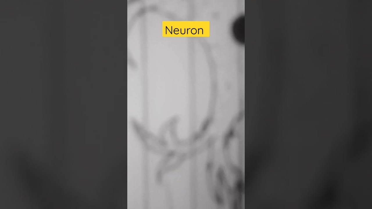 neuron -largest cell in our body, 🧠 
