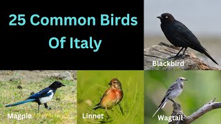 25 Common Birds Of Italy by ZooLogix  88 views 6 months ago 4 minutes, 46 seconds