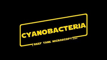 Cyanobacteria - A Reeftank Microscopy Story