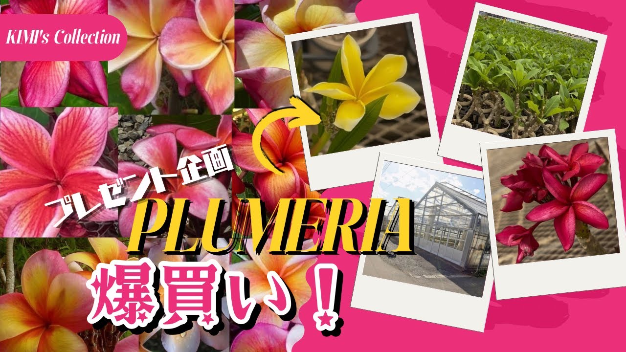 🌺【Plumeria Trip】Massive Haul! Will I find my 7-year dream