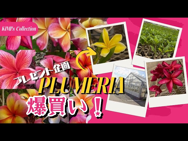 🌺【Plumeria Trip】Massive Haul! Will I find my 7-year dream