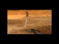 Massive, aggressive Forest Cobra captured on a golf course - 23 August 2018