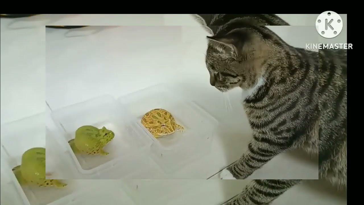 how to increase cat weight!!😹 baby cat!! real caute cat!! YouTube