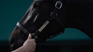 Necropsy report: No definitive cause of death for Kentucky Derby 2021 winner Medina Spirit