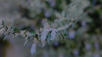 Tarn PK - Serenity [Official Visualiser]