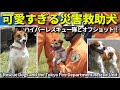 災害救助犬と東京消防庁ハイパーレスキュー隊のオフショットが可愛すぎる!! Rescue Dogs and the Tokyo Fire Department Rescue Unit