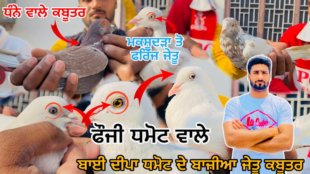 ਬਾਈ ਦੀਪਾ ਧਮੋਟ ਦੇ ਬਾਜ਼ੀਆ ਜੇਤੂ ਕਬੂਤਰ || ਪਿਓਰ ਧੰਨੇ ਵਾਲੇ ਤੇ ਫੌਜੀ ਧਮੋਟ ਵਾਲੇ ਕਬੂਤਰ || ਦੇਖ ਕੇ ਰੂਹ ਖੁਸ਼ ਹੋਜੂ