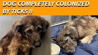 Dog completely colonized by ticks!! by dev naz Animal Rescue 2,202 views 2 months ago 8 minutes, 3 seconds