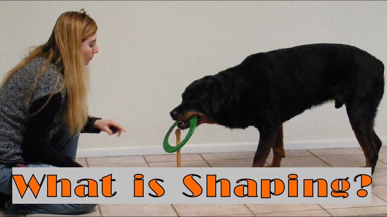 Shaping In Dog Training What Is Shaping Part 1 YouTube shaping-in-dog-training-what-is-shaping-part-1-youtube