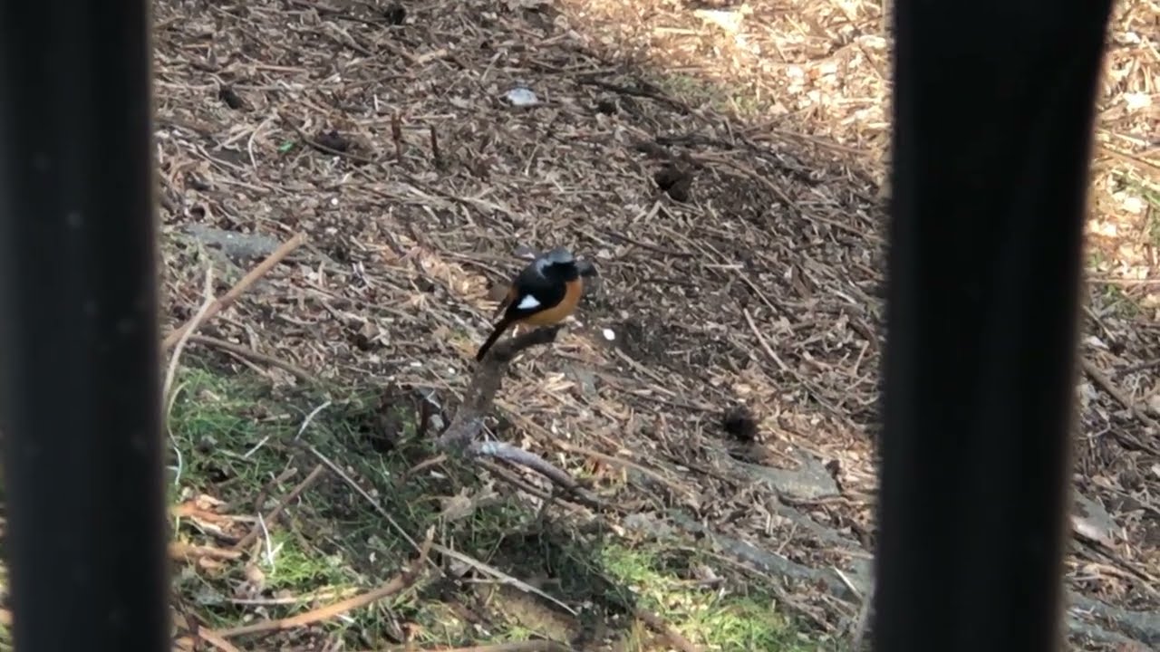 Daurian #Redstart 24th January 2026 at around 14:14 #ジョウビタキ
