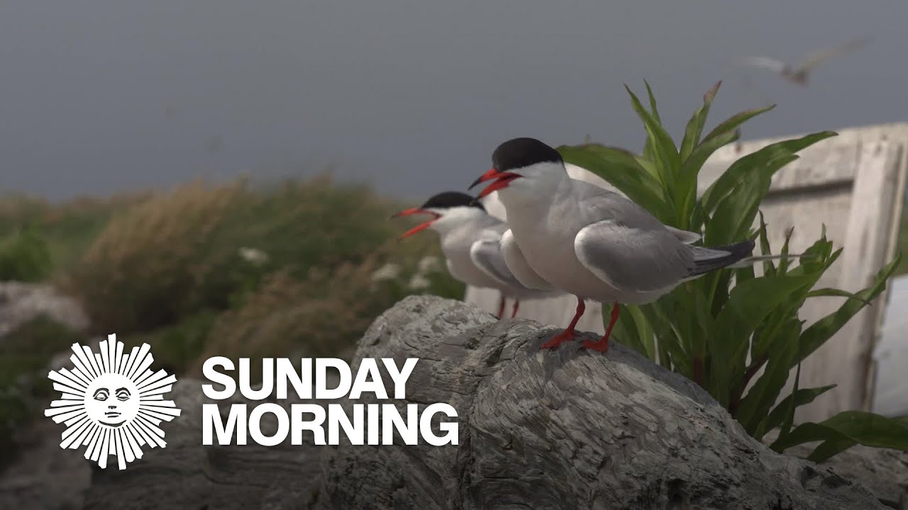 Sharing quarantine with endangered seabirds