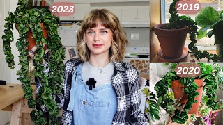 then vs now! how much have my plants grown since 2019?  (9 plants!)