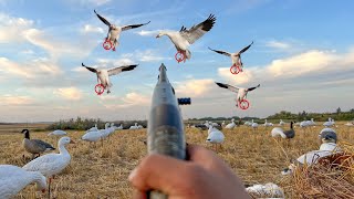 INCREDIBLE Once in a LIFETIME BANDED Snow Goose Hunt! (5 BANDS)