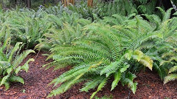 Sword Fern (Polystichum munitum)