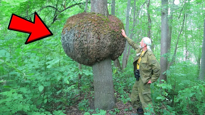 [Full Story] Lumberjack Found Huge Lump on Tree, Gut Told Him to Cut it Open…