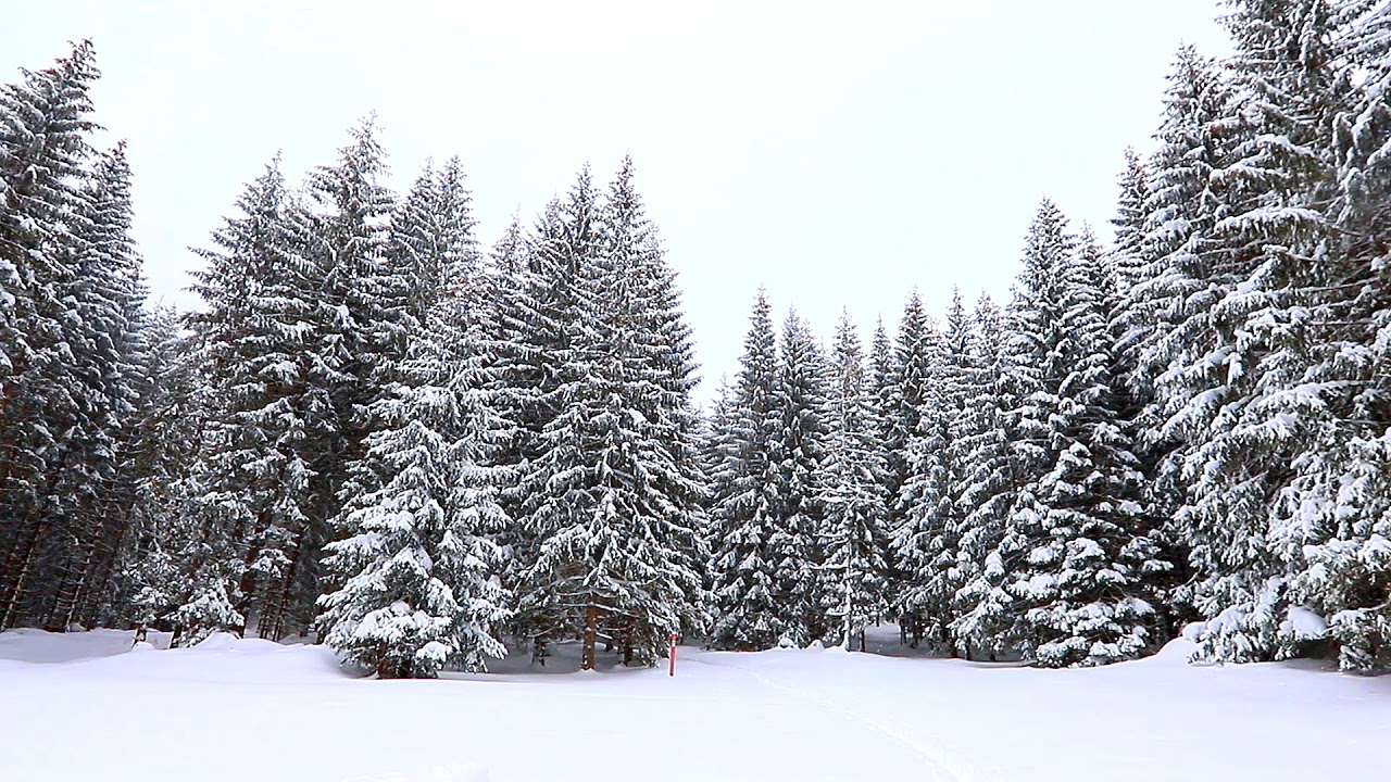 Relaxing video. Winter idyll in the forest with snow. Relaxing music
