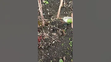 Что обрезать у малины весной для большого урожая