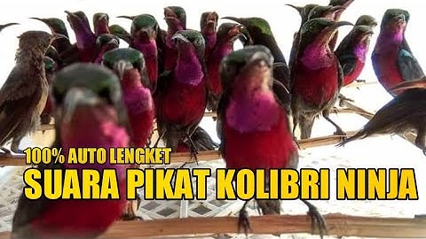SUDAH TERBUKTI!!! PIKAT RIBUT KOLIBRI NINJA PALING AMPUH || SUARA PIKAT KONIN RIBUT MP3