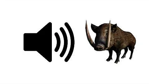 Wild Boar Sounds - Sound Effect | ProSounds