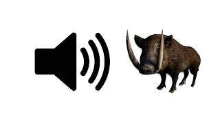 Wild Boar Sounds  Sound Effect | ProSounds