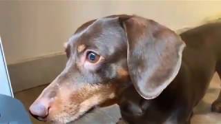 Funny Dachshund Mix