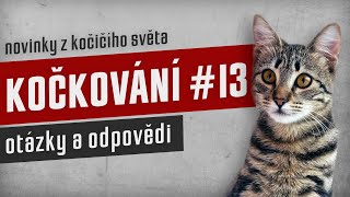 KOČKOVÁNÍ #13 - Stream: otázky a odpovědi by Kočkování 71 views 6 months ago 2 hours, 41 minutes