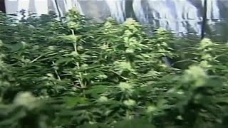 California city was the first in kern county to allow commercial
cultivation of medical marijuana.