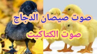 أصوات صيصان الكتاكيت رائع جدا/صوت الكتاكيت وجمالها Chicks chick sounds