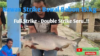 Kawan Strike Bawal Babon 15.Kg || Full Strike - Double Strike Seru..!!