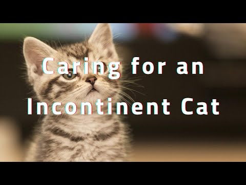 caring for an incontinent cat