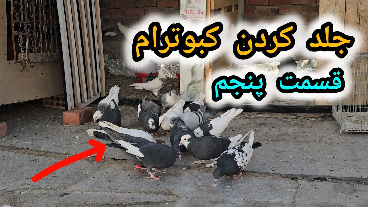 جلد کردن کبوترام قسمت پنجم همه رو بیرون دون دادم