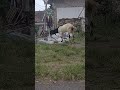 kambing embek domba goat #kambing #embek #donba #goat