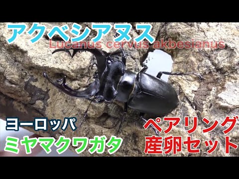 アクベシアヌスミヤマクワガタ ペアリング～産卵セット（ヨーロッパ