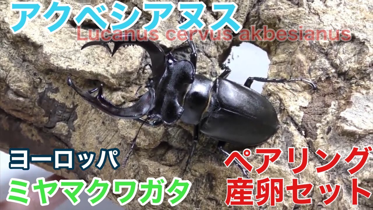 アクベシアヌスミヤマクワガタ ペアリング～産卵セット（ヨーロッパ