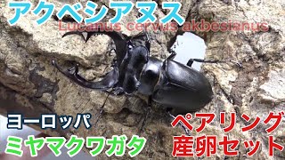 アクベシアヌスミヤマクワガタ ペアリング～産卵セット（ヨーロッパ