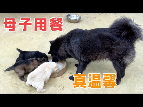 The 28-day-old baby dog eats porridge with its mother