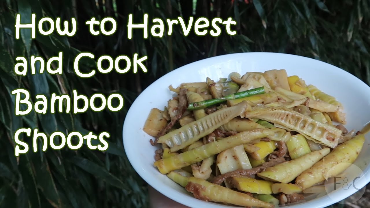 How to Cook and Serve Bamboo Shoots -- Harvest to Table