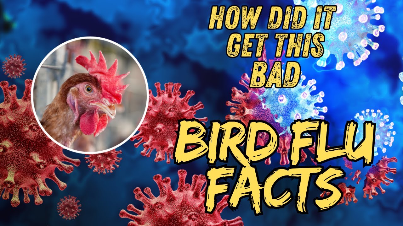 Bird Flu or Avian Influenza Should You Be Scared - YouTube